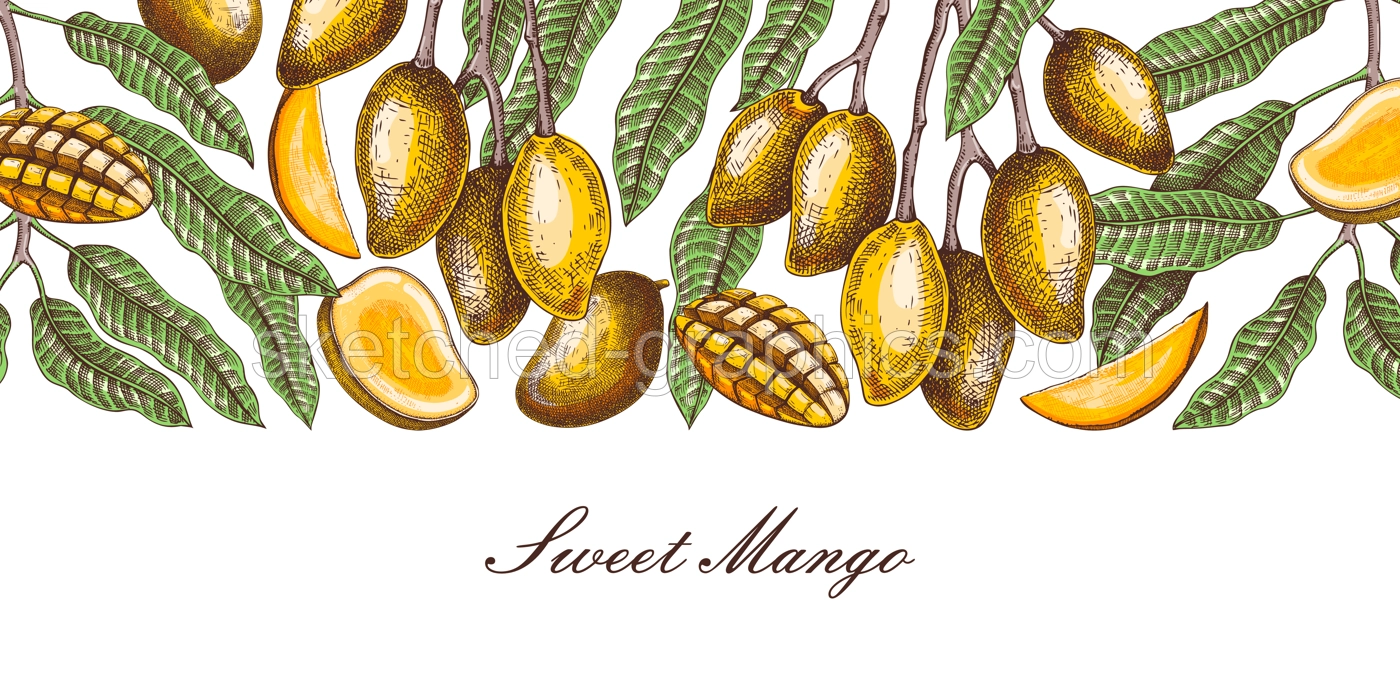 Ripe mango background. Tropical fruit hand drawn vector illustration. Exotic plant with fruit, leaves, branches sketches in color. Summer food banner,  juice packaging, menu design.  Illustration